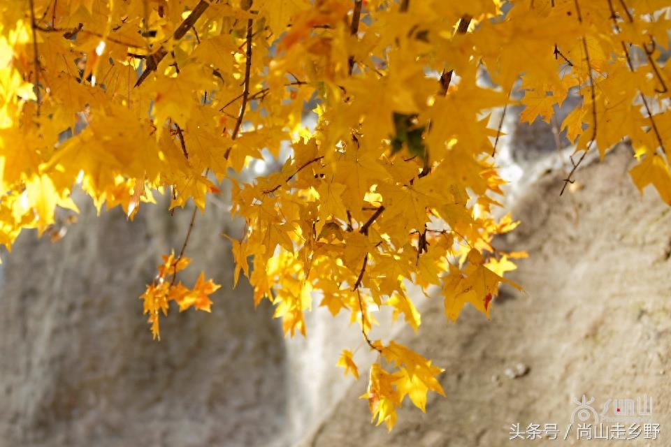 秋天的枫叶不全都是红的，这么黄的你见过吗？