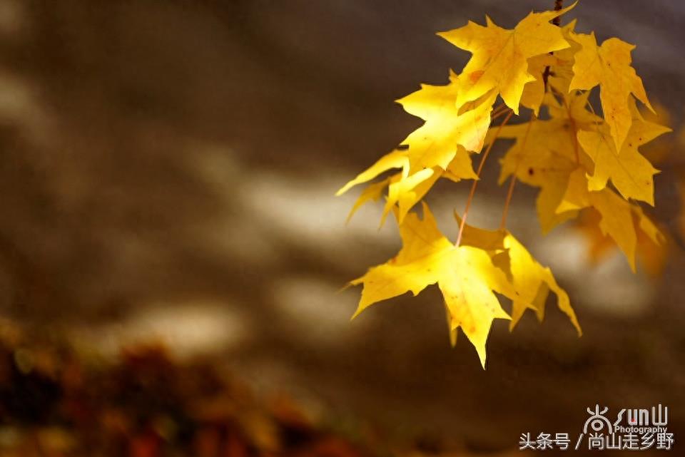 秋天的枫叶不全都是红的，这么黄的你见过吗？