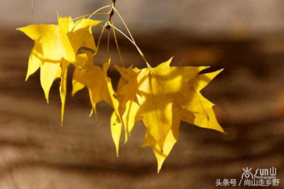 秋天的枫叶不全都是红的，这么黄的你见过吗？