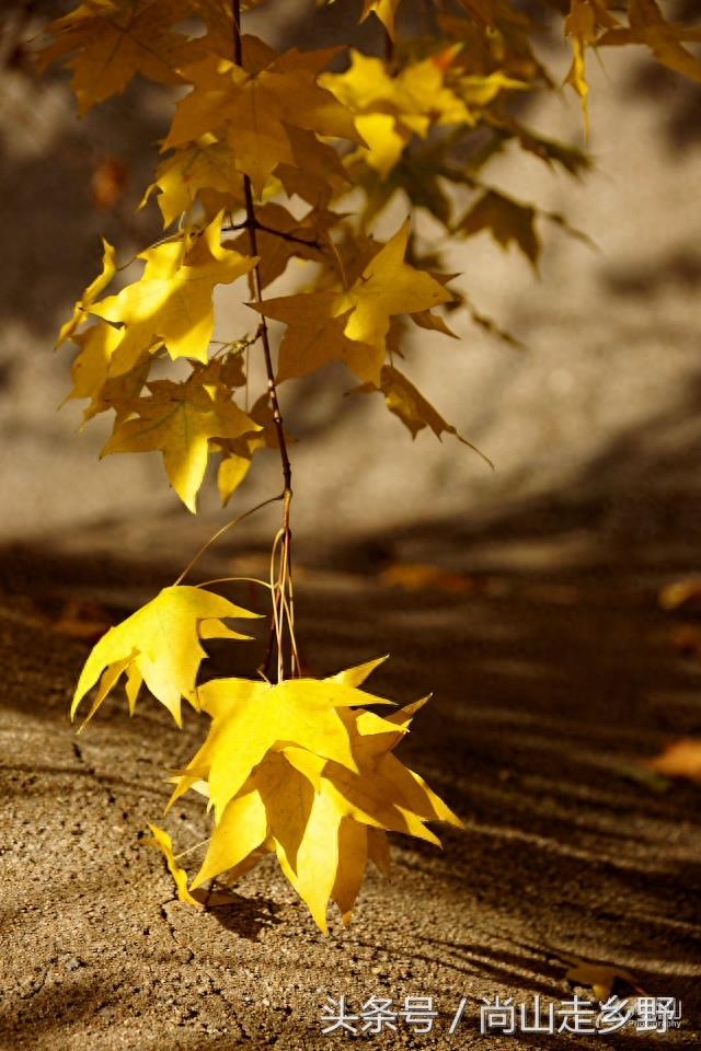 秋天的枫叶不全都是红的，这么黄的你见过吗？