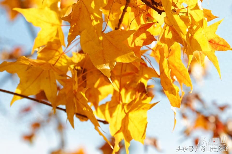 秋天的枫叶不全都是红的，这么黄的你见过吗？
