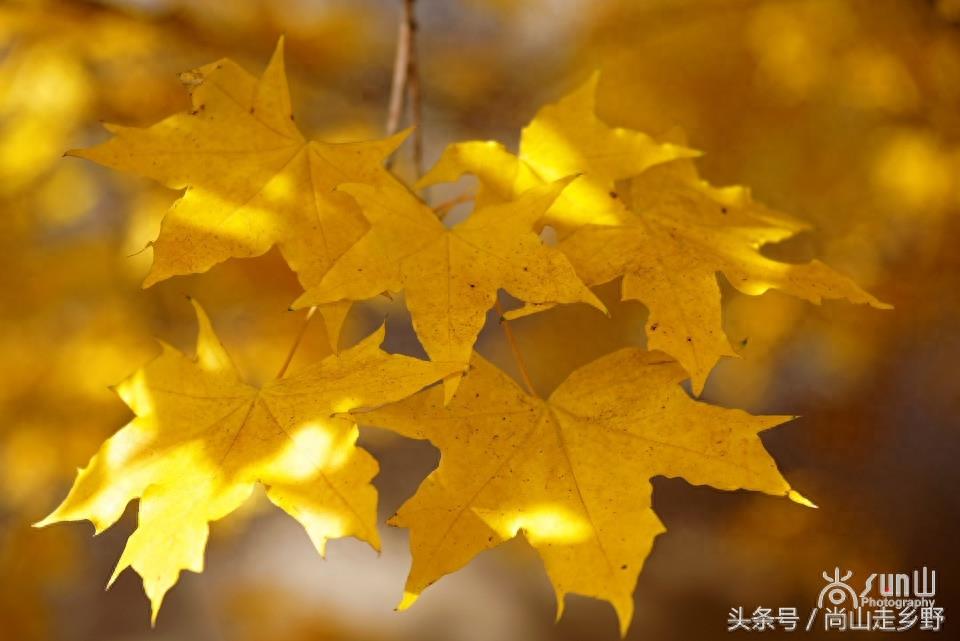 秋天的枫叶不全都是红的，这么黄的你见过吗？