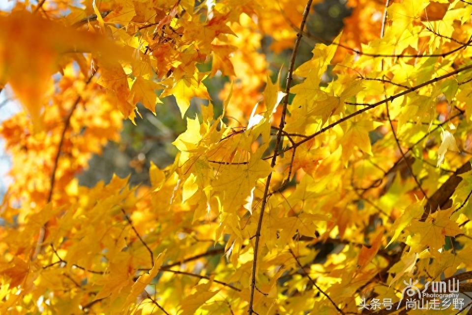 秋天的枫叶不全都是红的，这么黄的你见过吗？