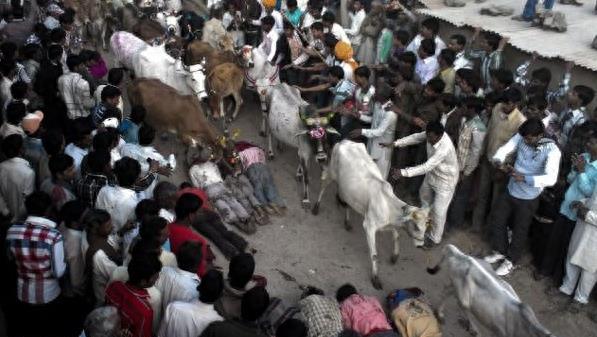 印度男性集体求虐 自愿躺地被疯牛踩踏