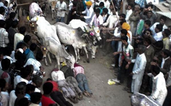 印度男性集体求虐 自愿躺地被疯牛踩踏