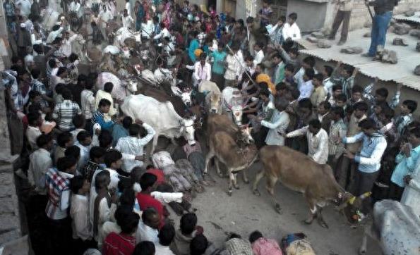印度男性集体求虐 自愿躺地被疯牛踩踏