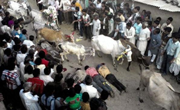 印度男性集体求虐 自愿躺地被疯牛踩踏