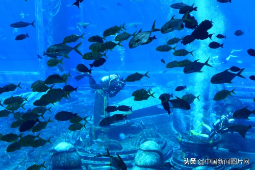 海南三亚：亚特兰蒂斯水族馆 吸引游客