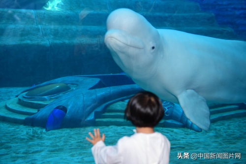 海南三亚：亚特兰蒂斯水族馆 吸引游客
