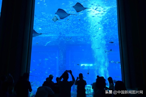 海南三亚：亚特兰蒂斯水族馆 吸引游客