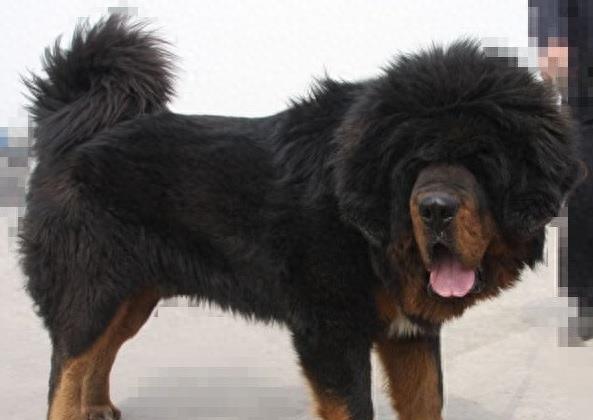 獒中最蠢——猪獒,命运坎坷