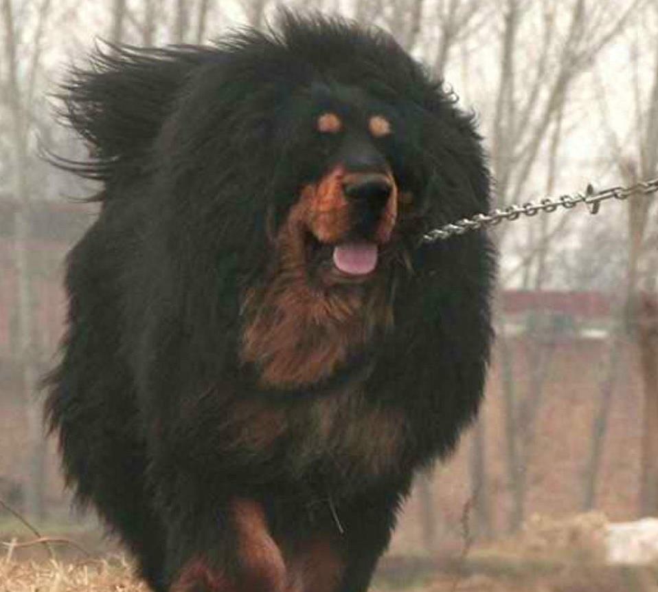 獒中最蠢——猪獒,命运坎坷