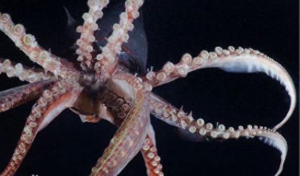 你见过蓝色的血液吗？洪堡鱿鱼是唯一一个拥有蓝色血液的动物哦