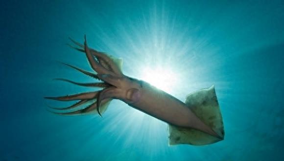 你见过蓝色的血液吗？洪堡鱿鱼是唯一一个拥有蓝色血液的动物哦