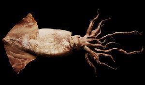 你见过蓝色的血液吗？洪堡鱿鱼是唯一一个拥有蓝色血液的动物哦