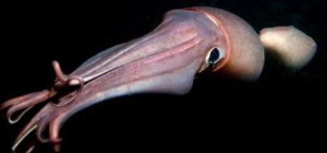 你见过蓝色的血液吗？洪堡鱿鱼是唯一一个拥有蓝色血液的动物哦