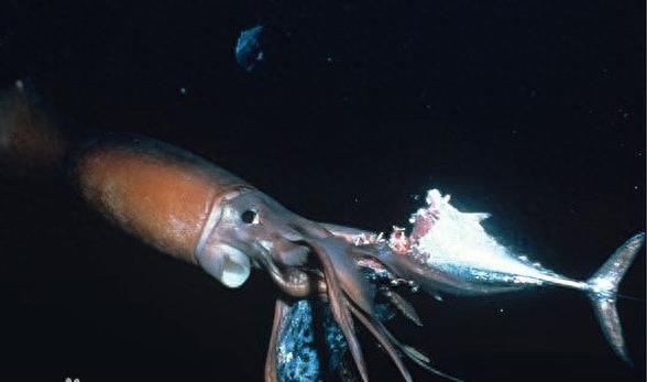 你见过蓝色的血液吗？洪堡鱿鱼是唯一一个拥有蓝色血液的动物哦