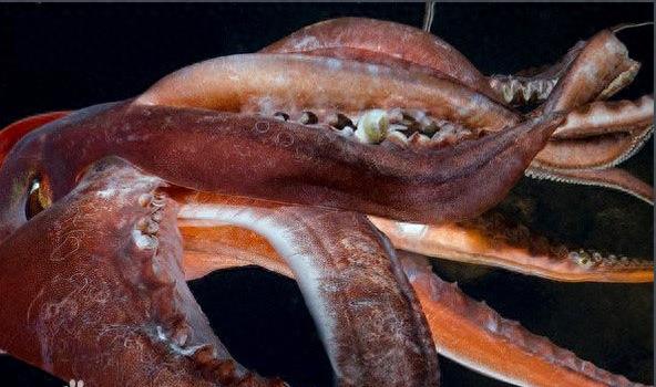 你见过蓝色的血液吗？洪堡鱿鱼是唯一一个拥有蓝色血液的动物哦