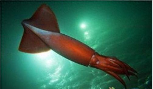 你见过蓝色的血液吗？洪堡鱿鱼是唯一一个拥有蓝色血液的动物哦