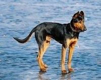 苏联当年援助中国的军警犬：苏联红超级霸气