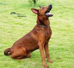 苏联当年援助中国的军警犬：苏联红超级霸气