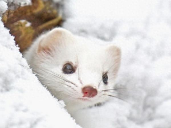 图揭森林里的“神祕小妖精” ，伶鼬