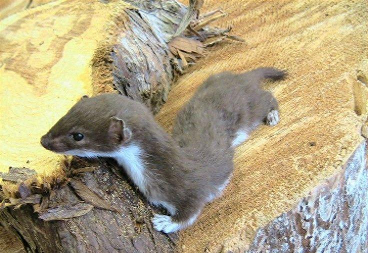 图揭森林里的“神祕小妖精” ，伶鼬