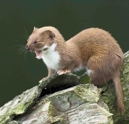 图揭森林里的“神祕小妖精” ，伶鼬