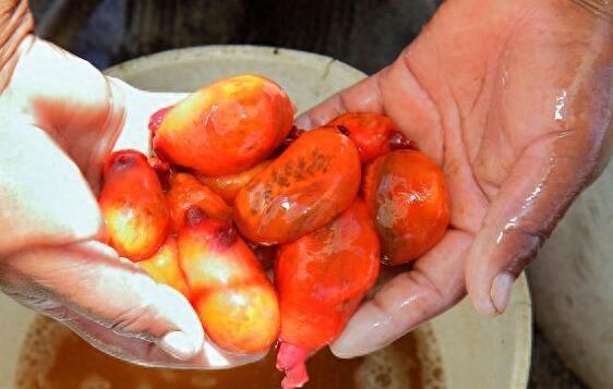 男孩海边带回手感独特的石头，老一辈看后说这是人间美味