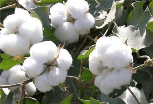 人民币是什么材料做的（人民币的制作过程四大步骤）-