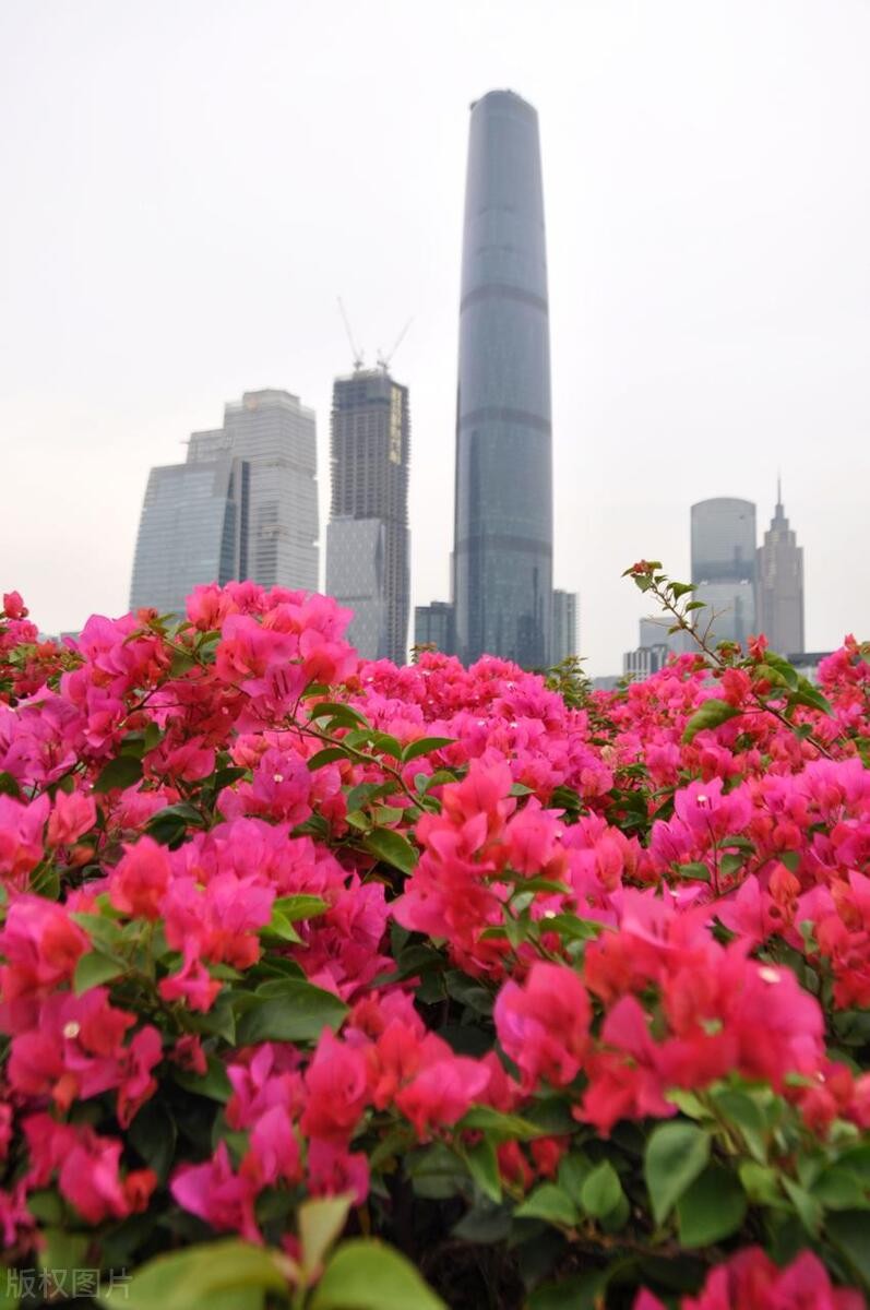 花城是指我国哪一城市(广州实至名归的“花城”)-