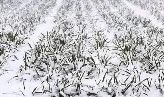 寒冬腊月的意思