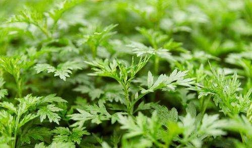 房间里熏艾有什么作用,艾条的作用与功效有哪些图6