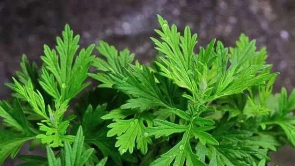 房间里熏艾有什么作用,艾条的作用与功效有哪些图2