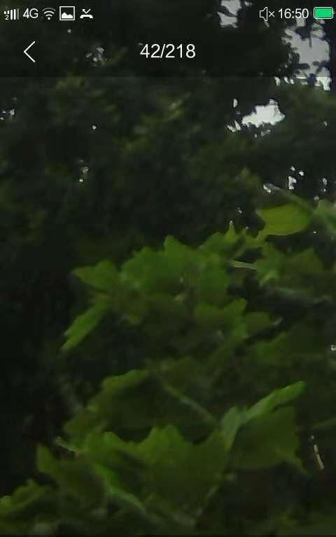 野菜的种类,山区农村的野菜很多,哪种野菜不但口感好营养价值也很高?图4