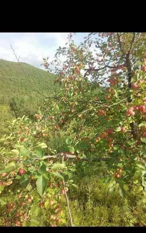 野菜的种类,山区农村的野菜很多,哪种野菜不但口感好营养价值也很高?图6
