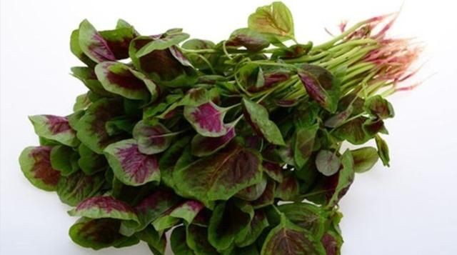 野菜的种类,山区农村的野菜很多,哪种野菜不但口感好营养价值也很高?图11