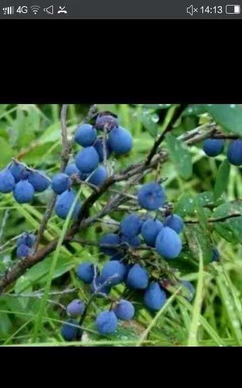 野菜的种类,山区农村的野菜很多,哪种野菜不但口感好营养价值也很高?图5