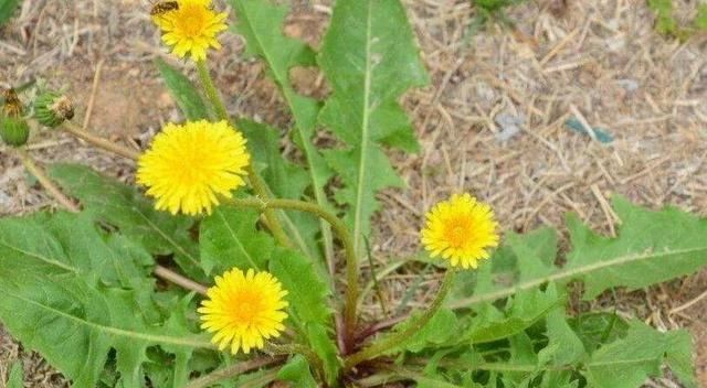 野菜的种类,山区农村的野菜很多,哪种野菜不但口感好营养价值也很高?图14