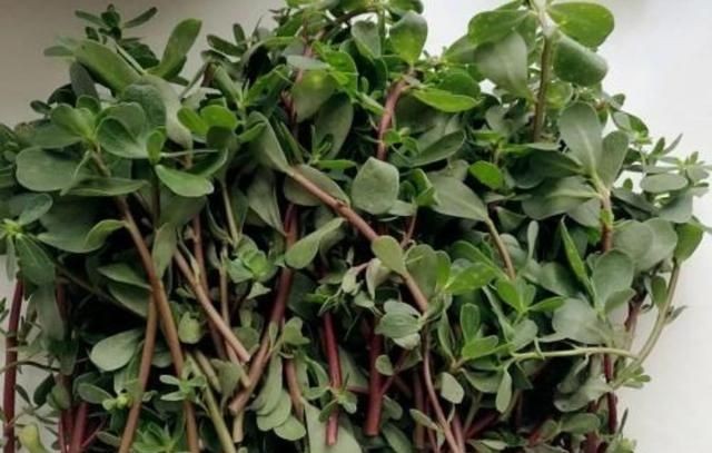 野菜的种类,山区农村的野菜很多,哪种野菜不但口感好营养价值也很高?图12