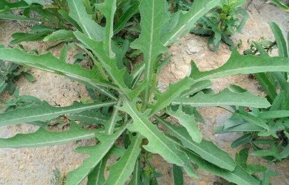 野菜的种类,山区农村的野菜很多,哪种野菜不但口感好营养价值也很高?图15