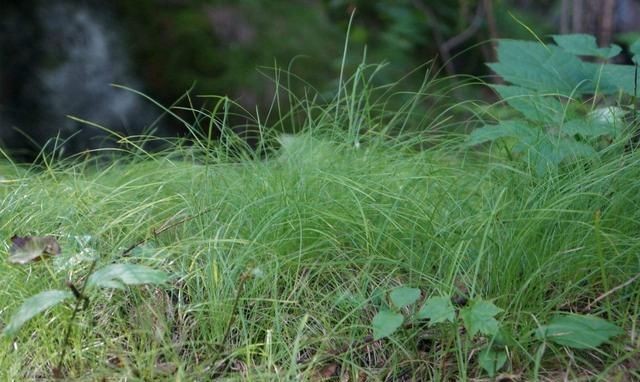 野菜的种类,山区农村的野菜很多,哪种野菜不但口感好营养价值也很高?图3
