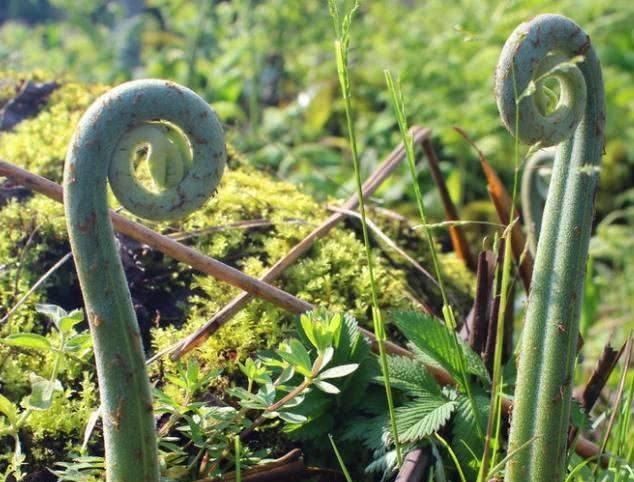 野菜的种类,山区农村的野菜很多,哪种野菜不但口感好营养价值也很高?图1
