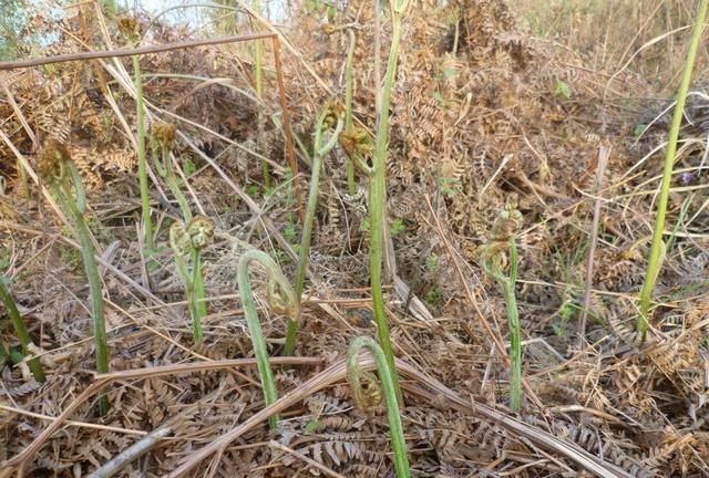 野菜的种类,山区农村的野菜很多,哪种野菜不但口感好营养价值也很高?图2