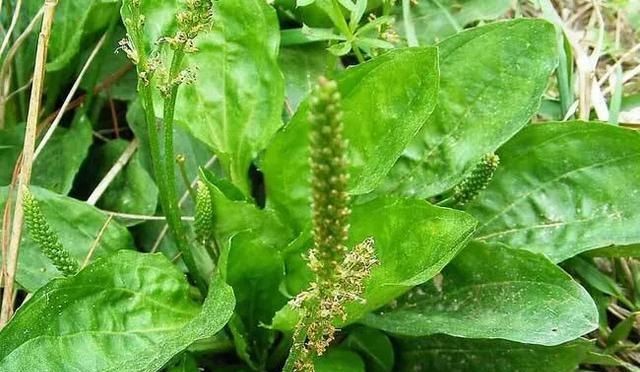 野菜的种类,山区农村的野菜很多,哪种野菜不但口感好营养价值也很高?图16