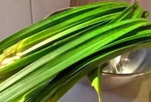 蟑螂怕什么气味和东西（分享蟑螂最害怕的9样东西）