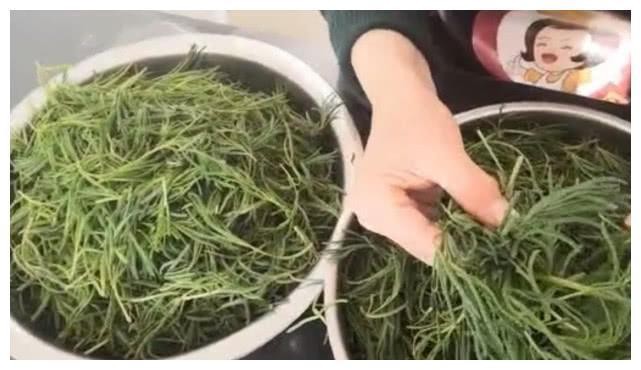 这种生长在海滩的野菜，人们称之“黄须菜”，味道鲜美维C高！