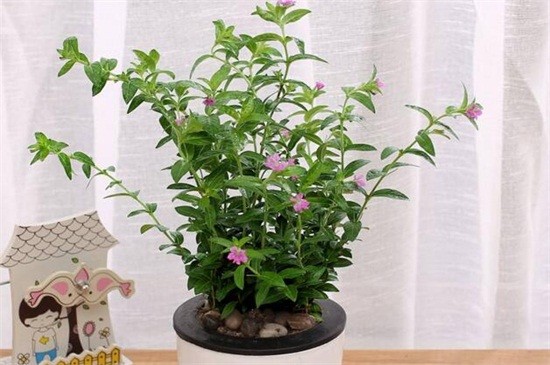 满天星适合放在卧室吗（图）(图2)