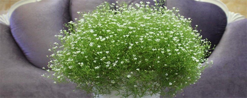 满天星适合放在卧室吗（图）(图1)