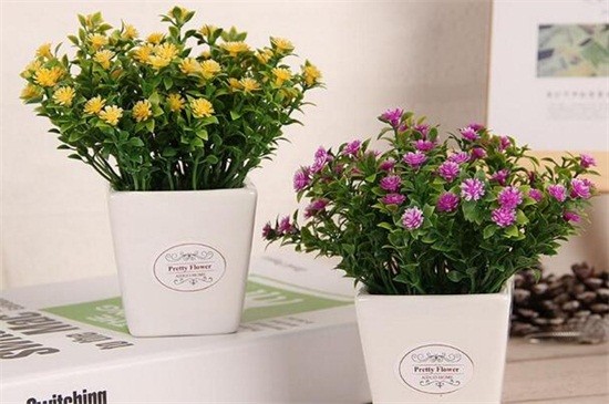 满天星适合放在卧室吗（图）(图3)